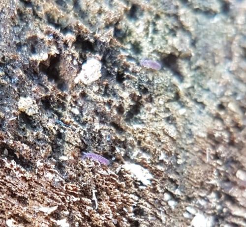 Réf. 224 475 : Vertagopus arboreus